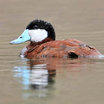 Ruddy Duck